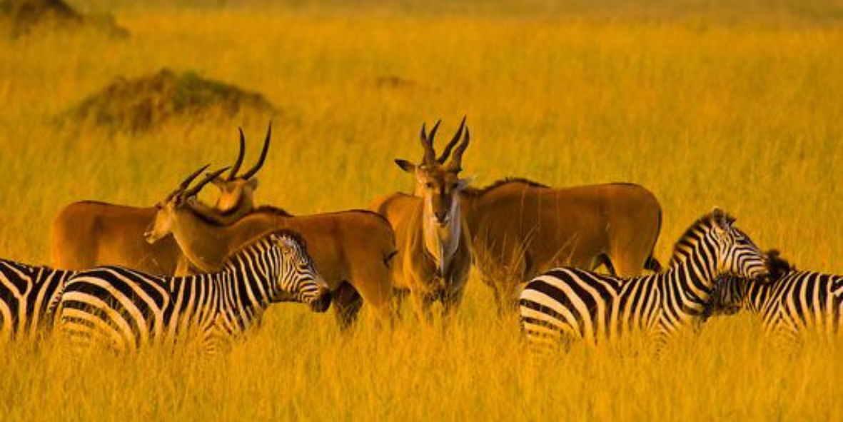 Zebras and antelope grazing on the Kenyan savannah