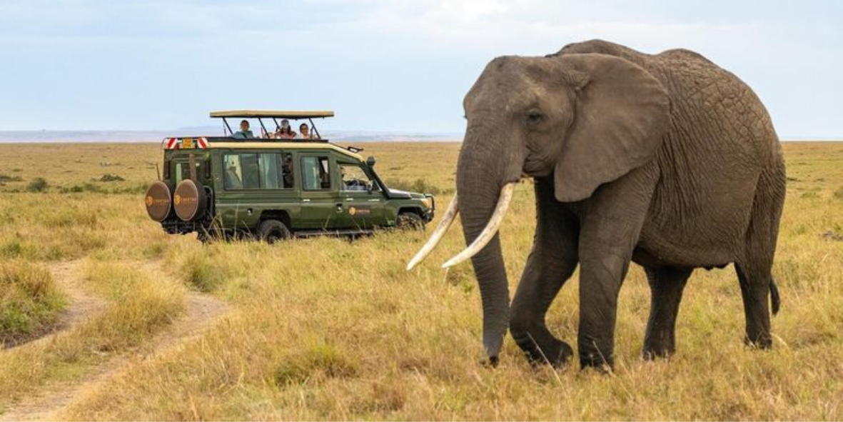 Safari jeep with elephant in the Maasai Mara