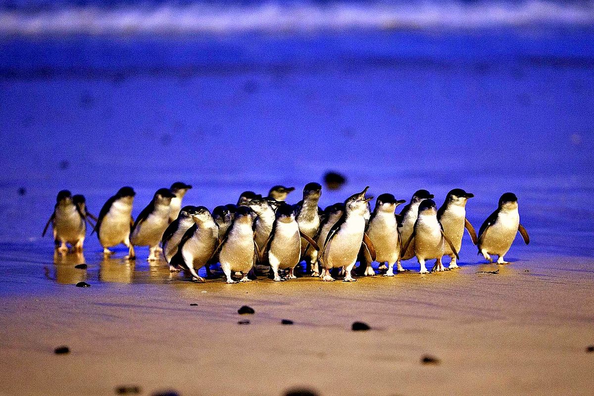 Little penguins on Phillip Island beach at dusk